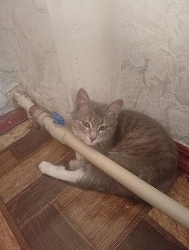 кошка отдам даром: Беспородная, 5 месяцев, Девочка, Серый, Приучена к лотку — 2