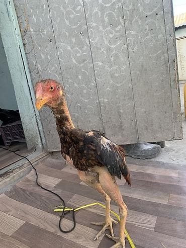 аям семани: Продаю | Петух | Бойцовая | Для разведения — 4