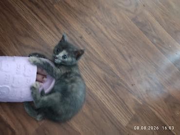 cat sofa: КОТЁНОК ДЕВОЧКА 1, 5 МЕСЯЦА. ЛАСКОВАЯ НЕЖНАЯ ИГРИВАЯ К ЛОТКУ ПРИУЧЕНА — 3