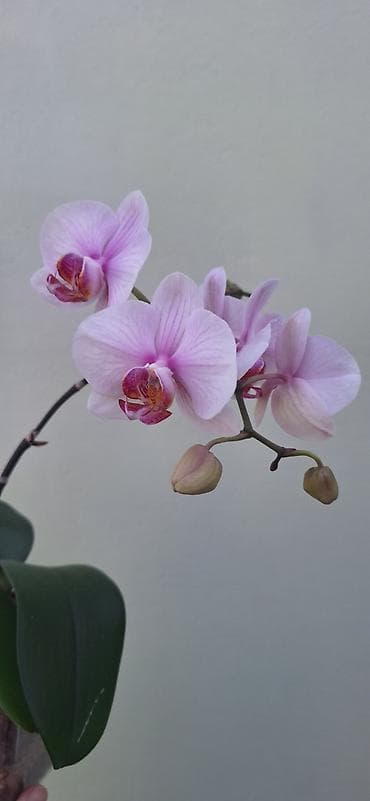 Кеңсе буюмдары: Орхидея фаленопсис в прозрачном пластиковом кашпо. - Окраска цветов — 4