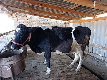 Продаю | Корова (самка) | Полукровка | Для молока | Привязанные