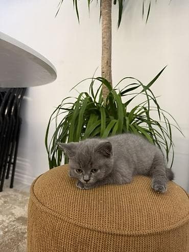 Британская короткошёрстная, 3 месяца, Девочка, Голубой, Приучена к лотку, Проглистована, С прививками