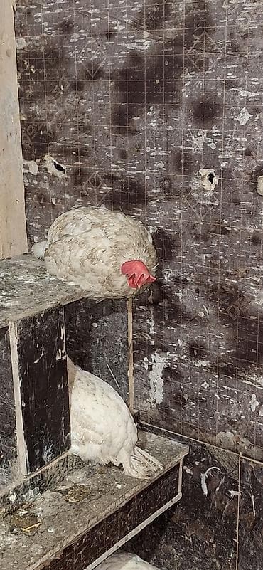 раков: Продаю | Куры | Несушки — 6