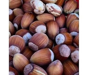 рассрочка тошок: Саженцы прибалтийскогофундука (лещины),годовалые от 300 сомов — 3