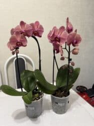 сколько стоят гипсофилы: Орхидеи сортовые в наличии.Цена от 800c-1600с.Бишкек — 5