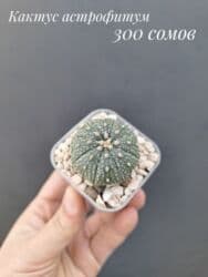 живые растения в аквариум купить: ● Комнатные растения (укоренённые черенки, молодые растения, взрослые — 7