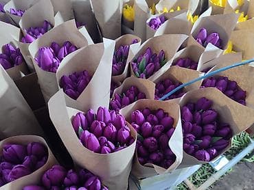 эки кишилик керебет: Тюльпаны тепличные, срезка и в букетах - Свежая тепличная выгонка — 4