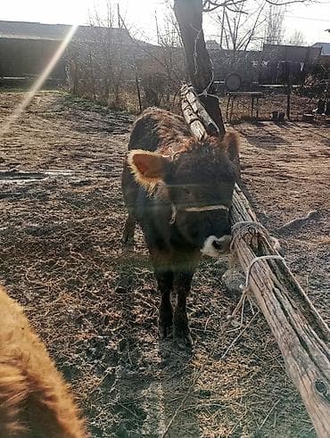 Ветеринар кызматы: Сатам | Музоо | Бордоп семиртүү үчүн | Байланган — 1