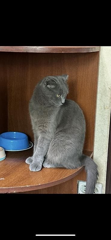 black cat: Скотиш Фолд (Шотландская вислоухая), 1 год, Девочка, Голубой, Приучена к лотку — 2