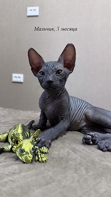 🐾 Ищем самые заботливые и любящие семьи для наших котят 🐾 В продаже