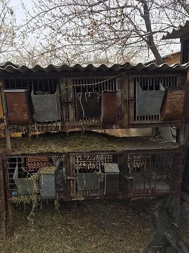 Продаю клетки для кроликов.Тройные 3 шт.одна на 4 места.Клетки at lalafo.kg Продаю клетки для кроликов.Тройные 3 шт.одна на 4 места.Клетки