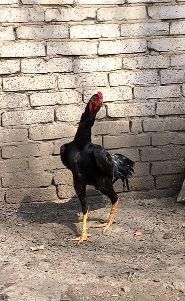 кучинский юбилейный: Дакан молодой — 1