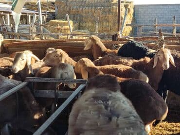 кролик декоративный: Продаю | Баран (самец) | Арашан — 4