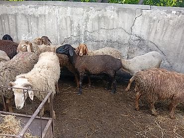 внешние фильтры для аквариума: Продаю | Ягненок, Баран (самец), Овца (самка) | Арашан, Полукровка, Меринос | На забой | Матка, Кастрированные, Осеменитель — 1