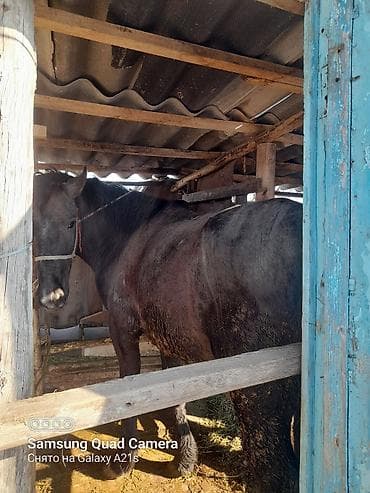 Услуги ветеринара: Продаю | Конь (самец) | Рабочий — 1