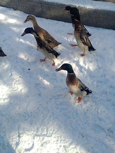 продажа домашних животных: Индийские бегуны (домашние утки, яичная порода) несутся яйца зелёные — 2