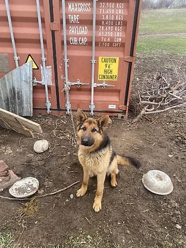 Аквариумдар: Немецкая овчарка, 2 жаш мал айдайт срочно сатылат 🚨🚨 — 2