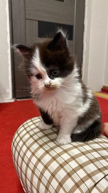 куплю кошка: Пушистые котята, длинношёрстные, домашнего разведения. Две девочки и — 2
