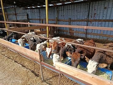 куплю мясо оптом: Продаю | Тёлка, Музоо, торпок | Полукровка, Ангус, Голштин | На откорм, На забой, Для разведения | Племенные, Искусственник — 7