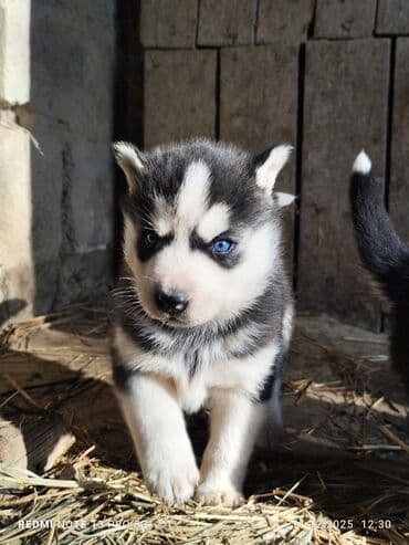 дог собака: Продаю щенков сибирской хаски. 5 шт все мальчики возраст 1 месяц. цена — 3