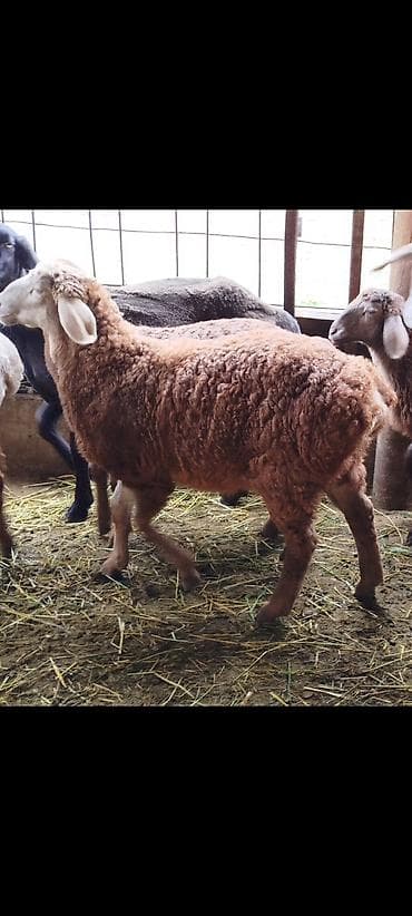 обмен на хаски: Продаю | Ягненок | Для разведения — 4