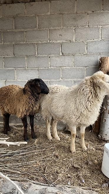 бишкек кой: Сатам | Ургаачы кой (ургаачы) | Көбөйтүү үчүн — 3