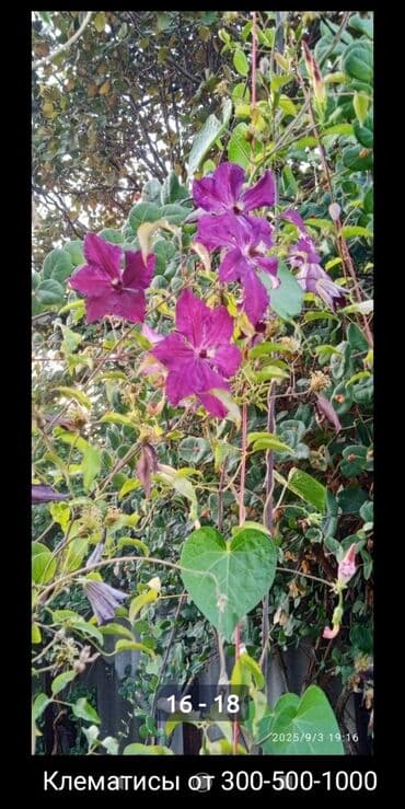 сколько стоят гипсофилы: Лилии —Фьюжн 250-300луковицы для посадки, Ликорис-Голая дама 80 — 12