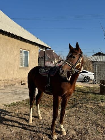 сколько стоит немецкая овчарка в бишкеке: Продаю | Жеребец | Конный спорт — 2