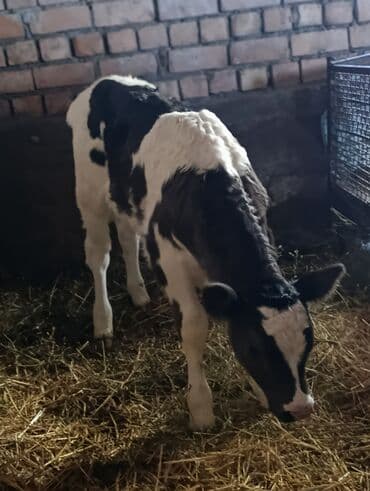 где можно купить молодых кур несушек: Продаю | Тёлка, Музоо, торпок | Голштин | Для разведения, Для молока | Не стельные, Искусственник — 1