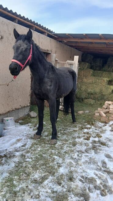 жожо бишкек: Сатам | Байтал | Жумушка — 4