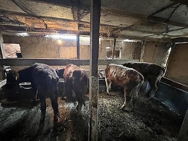 коты бесплатные: Продаю | Музоо, торпок | На откорм | Привязанные — 1