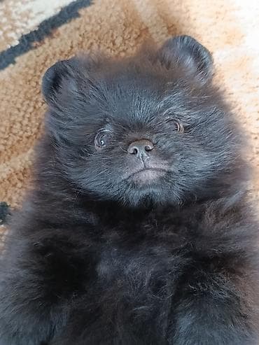 болонка цена: Шпиц, 1 месяц, Самец — 2