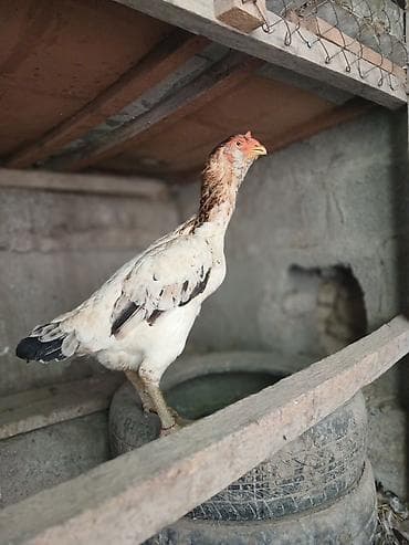 для курей: Продаю | Петух | Бойцовая | Для разведения — 4