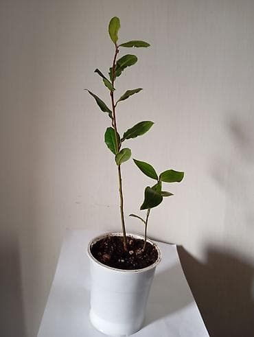 растение лимон: Лавр благородный (Laurus nobilis), молодые саженцы в горшке. - — 2