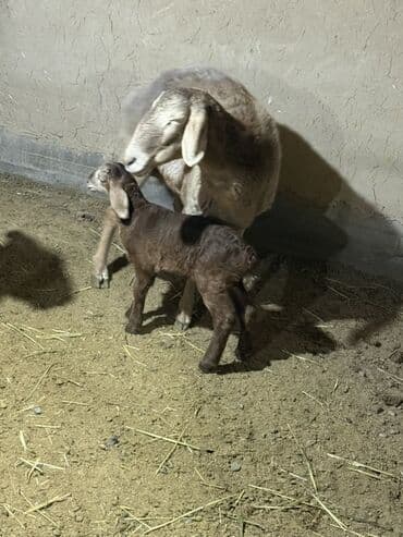 животные на продажу: Продаю | Овца (самка) | Для разведения | Матка — 1