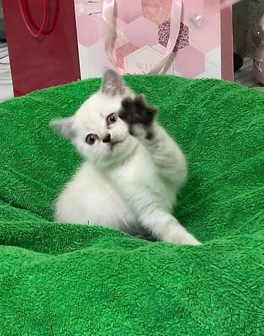 сколько стоит сиамский котёнок: Британская короткошёрстная, 2 месяца, Девочка, Белый, Приучена к лотку — 2