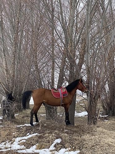 все для животных: Ат Сатылат, 2 жаш бою 155 Минги жоош Буту колу таза ичип жеши жакшы — 2