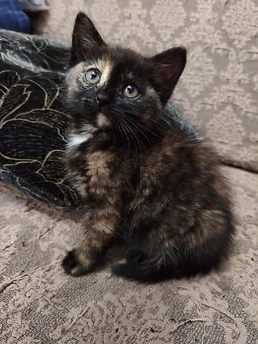 цена померанский шпиц: В добрые руки. г. Токмак. Котёнок трёхцветной (черепаховой) окраски — 1