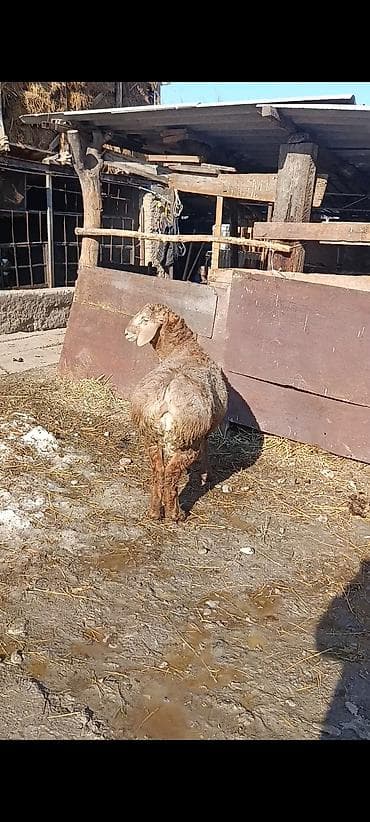 хмонг собака: Продаю | Баран (самец) | Арашан | Для разведения | Племенные — 1