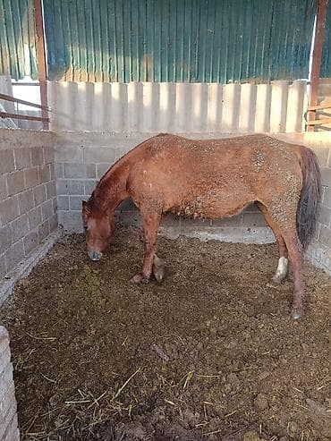 продаю конь: Продаю | Кобыла (самка) | Для разведения — 8
