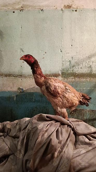 курица адлер: Продаю | Куры | Бойцовая | Для разведения — 2