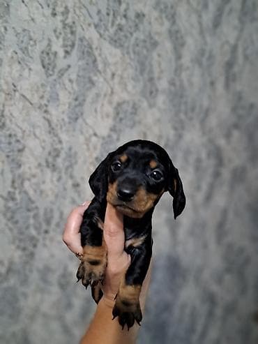 охотничий: Щенки таксы ищут любящих хозяев, гладкошерстные, окрас черно-подпалый — 2