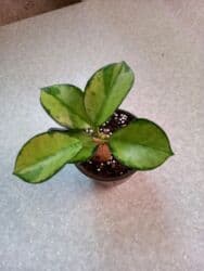 диффенбахия растения: Хойя «Лиза» (вариегатная) ЦЕНА-250 сом АДРЕС:Токтогула пер. Уметалиева — 2