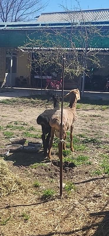 гиссарские матки: Продаю | Баран (самец) | Эдильбаевская, Арашан, Гиссарская | Для разведения | Племенные, Осеменитель — 3