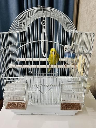 Срочно продаю волнистых попугаев с клеткой и аксессуарами - волнистые