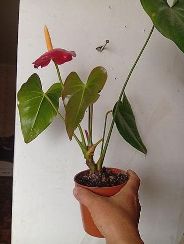 Антуриум (Anthurium) в горшке - Компактное комнатное растение с