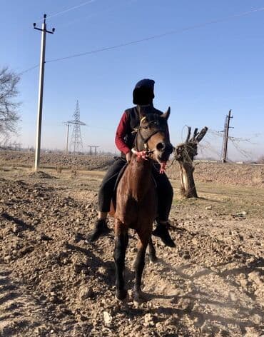 возьму собаку в добрые руки: Продаю | Конь (самец) | Рабочий — 3