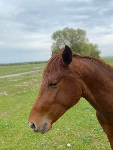 купить собаку чихуахуа: Сатам | Тай | Аргын | Ат спорту | Асыл тукумдуу — 4