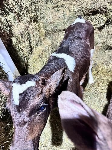 корова швиц: Продаю | Музоо, торпок | Швицкая | На откорм, На забой | Искусственник — 1