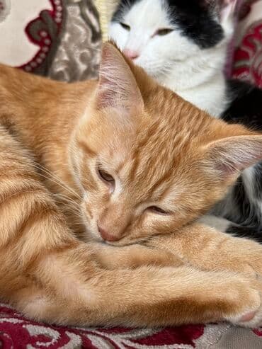 продажа домашних животных: Породасыз, 5 айлык, Эркек, Кызгыл сары, Лотокко барууга үйрөтүлгөн — 1